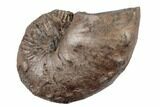 Cretaceous Hoploscaphites Ammonite - Pierre Shale, Montana #189657-1